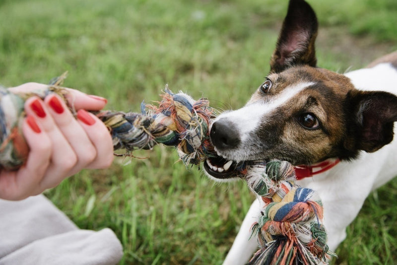 DIY Dog Toy