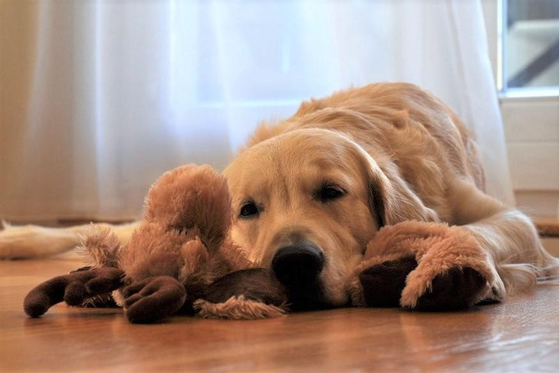 Dog Lying on Floor