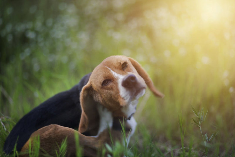 Beagle dog outside itching them self