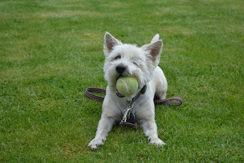 dog playing