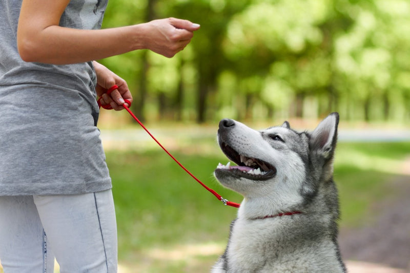 Training a dog