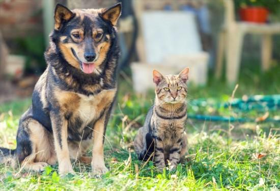 Making your Garden Safe for Pets