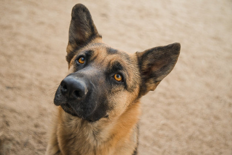 German Shepherd