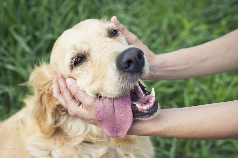 Golden Retriever with Owner