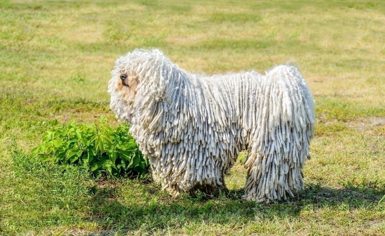 https://www.simpsonspremium.com/cdn/shop/articles/hungarian-komondor.jpg?v=1636106698