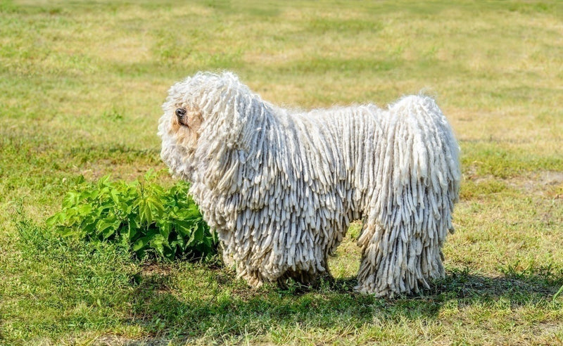 Hungarian Komondor