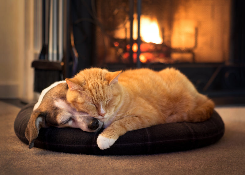 Neutering your Pet