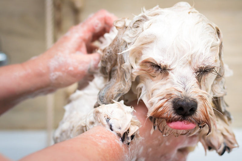How to Wash Your Dog