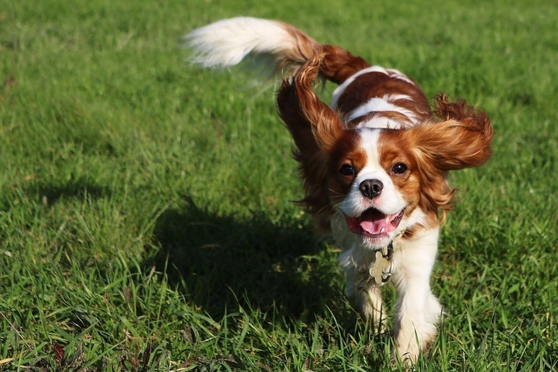 Cavalier King Charles Spaniel