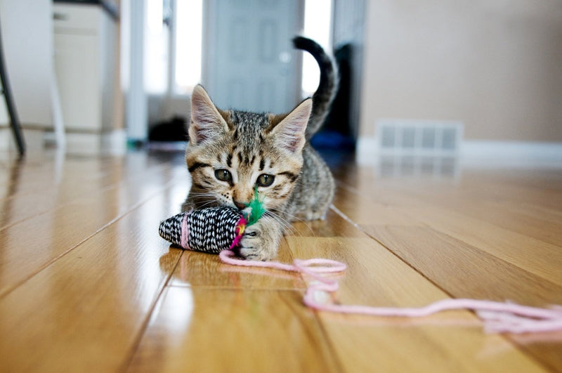 Kitten playing