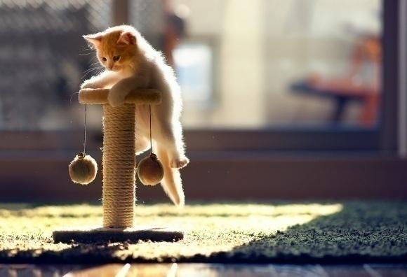 Kitten scratching a post