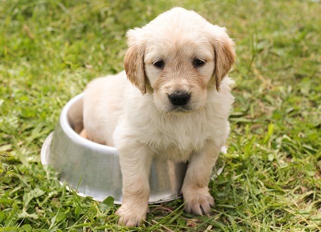 Labrador puppy