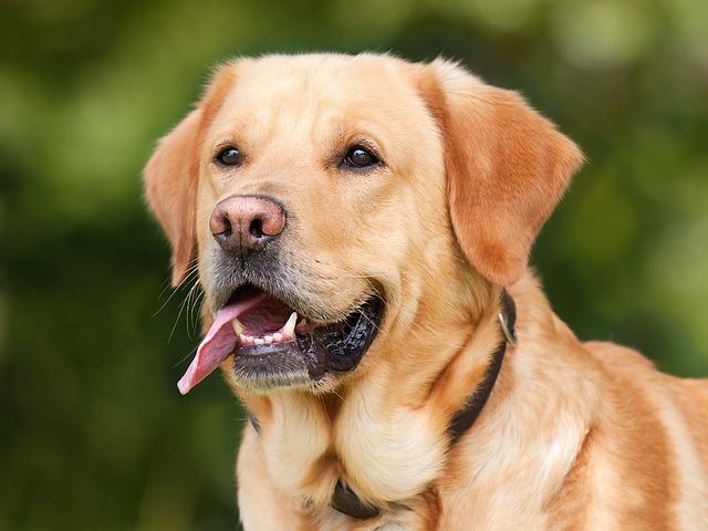 labrador retreiver