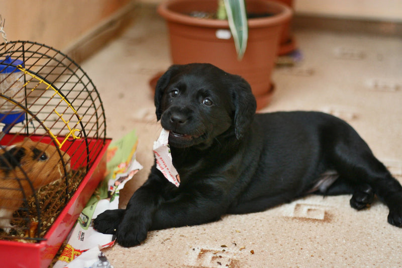 labrador