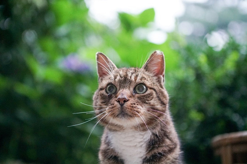 Outdoor cat