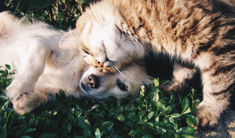 Cat and Dog Playing Together