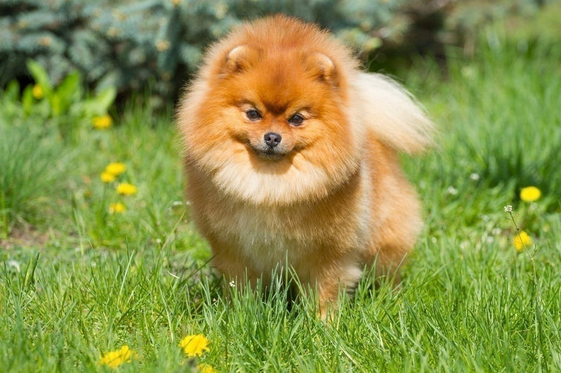 Pomeranian dog