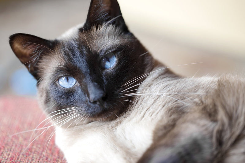 Siamese cat