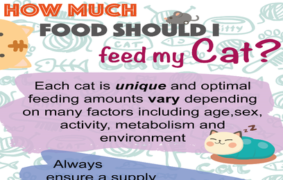 how much should i-feed my cat infographic preview