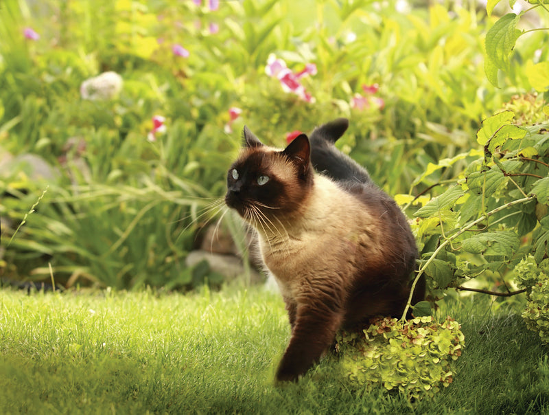 Indoor vs. Outdoor Cat: The Pros and Cons