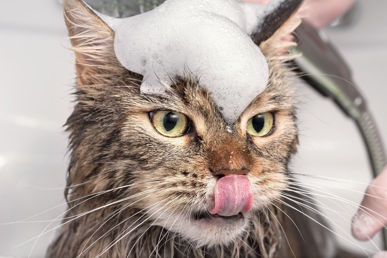 An actual scaredy cat : r/cats