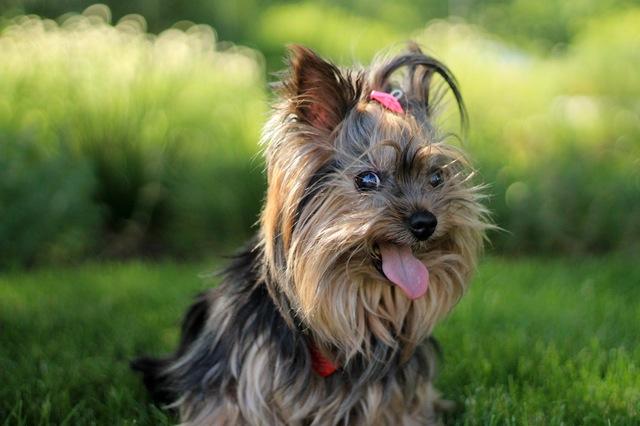 yorkshire terrier